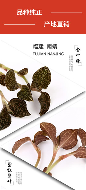 南靖金線蓮 品種純正，產地直銷